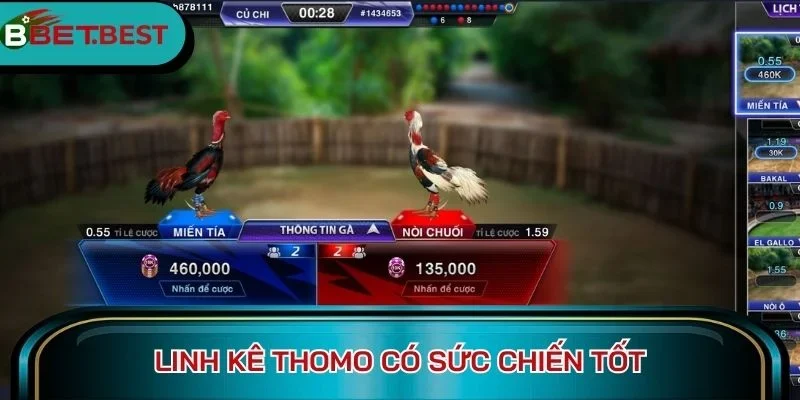 Linh kê Thomo có sức chiến tốt