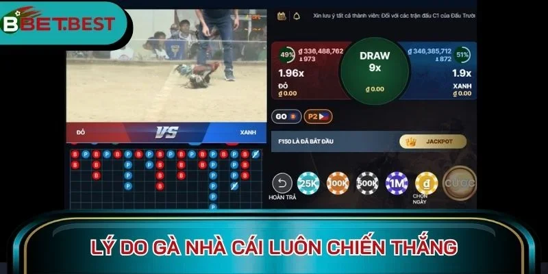 Lý do gà nhà cái luôn chiến thắng