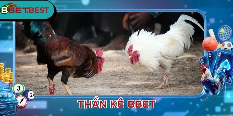 đá gà BBet